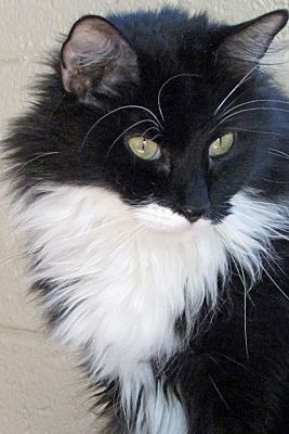 Longhair Tuxedo Cat, Arizona Animals, Wwe Lita, Cat Communication, Purring Cat, Cat Grooming Tools, Best Cat Litter, Helping Animals, Pro Plan