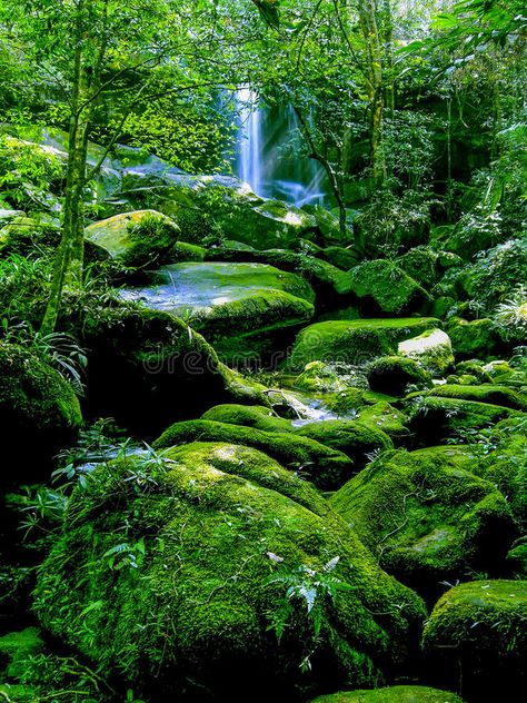 Tropical Evergreen Forest, Rainforest Environment, Moana Jr, Rain At Night, Jungle Rainforest, Waterfall Forest, Rain Thunder, Tropical Landscapes, Jungle Temple