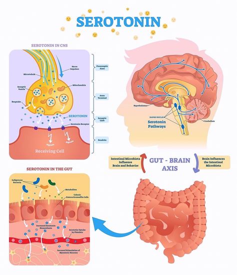 ⚡️Serotonin and the Gut-Brain Axis📌💫 ❇️Serotonin in the Central Nervous System (CNS) ✳️ Synaptic Transmission: 🔹 Nerve Impulses: Travel down the neuron, leading to the release of serotonin from synaptic vesicles into the synaptic cleft 🔹 Presynaptic Axon: Part of the neuron that releases serotonin. 🔹 Synaptic Cleft: The gap between neurons where serotonin is released. 🔹 Postsynaptic Receptors: Serotonin binds to these receptors on the receiving cell, transmitting the signal. 🔹 Reu... Dopamine Receptors, Synaptic Transmission, Ventral Tegmental Area, Dopamine And Serotonin, Mood Regulation, Happy Chemicals, Nucleus Accumbens, Serotonin Syndrome, Enteric Nervous System