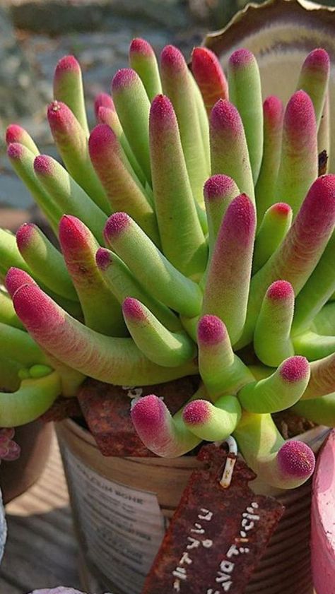 Colorful Succulent Succulent Garden Design, Succulent Garden Diy, Propagating Succulents, Colorful Succulents, Growing Succulents, Succulent Gardening, Succulent Care, Rare Succulents, Cactus Y Suculentas