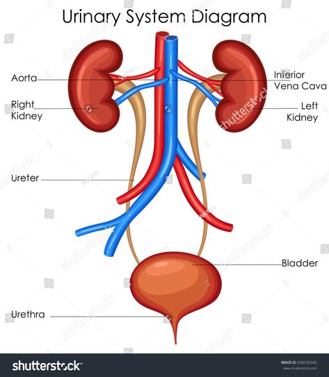 Education Chart, Digestive System Diagram, Human Respiratory System, Biology Diagrams, Excretory System, Urinary System, Study Biology, Tissue Types, Muscular System