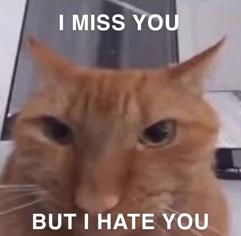 I Miss You Cat Cute, Cat To Cheer You Up, I Hired This Cat To Stare At You, Cat Miss You, Am I Annoying You, Cute Cat Memes Feelings, I Miss You Funny, I Miss You But I Hate You, Daily Homie Checkup Cat