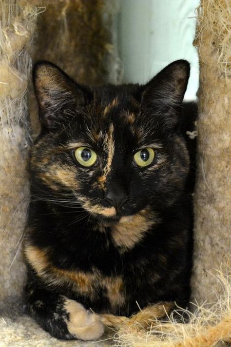 Gatos Carey, Tortoiseshell Cats, Tortie Cats, Tortoiseshell Cat, Tortoise Cat, Calico Cats, Cat Anatomy, Cat Language, Tortoise Shell Cat