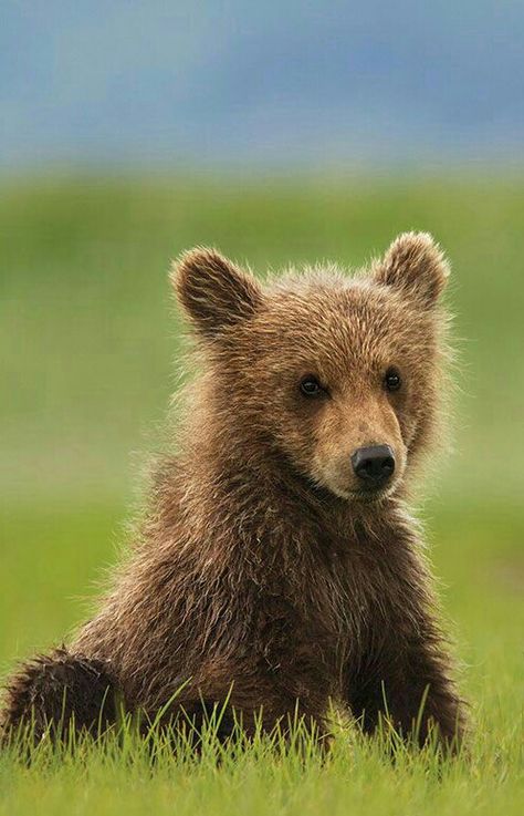 Cute Grizzly Bear Cub! Disney Nature, Grizzly Bear Cub, North American Animals, Wild Animals Photos, Disney Bear, Brother Bear, Bear Pictures, Bear Cub, Love Bear