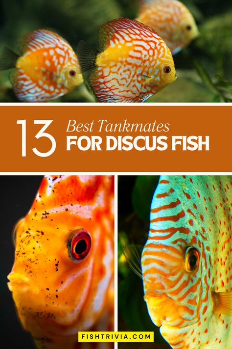 Discover the species that share Discus fish's preference for calm and cleanliness, ensuring a balanced and beautiful aquarium setting. Discus Tank, Discus Aquarium, Neon Tetra, Brine Shrimp, Community Tanks, Discus Fish, Aquarium Setup, Home Aquarium, Floating Plants