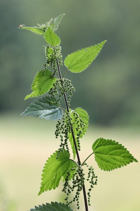 Tips for foraging stinging nettle - SimplyBeyondHerbs Nettle Tea Recipe, Nettle Recipes, Nettle Tea, Tomato Seedlings, Stinging Nettle, Boost Hair Growth, Fertilizer For Plants, Natural Parenting, Liquid Fertilizer