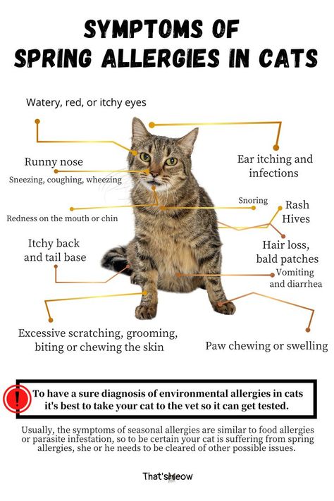 spring allergy in cats Cat Allergies, Hay Fever, Pollen Allergies, Types Of Cats, Seasonal Allergies, New Season, Allergies, Signs