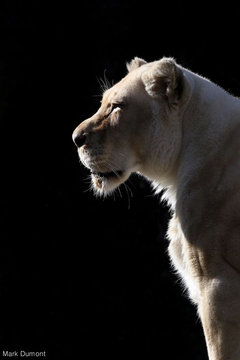 https://flic.kr/p/E1HaAN | White Lion Profile White Lion Images, White Lion Aesthetic, Lion Reference Photography, Lion Photo Black And White, Lion Profile, Majestic Lion Photography, World Lion Day, White Wallpapers, White Lions