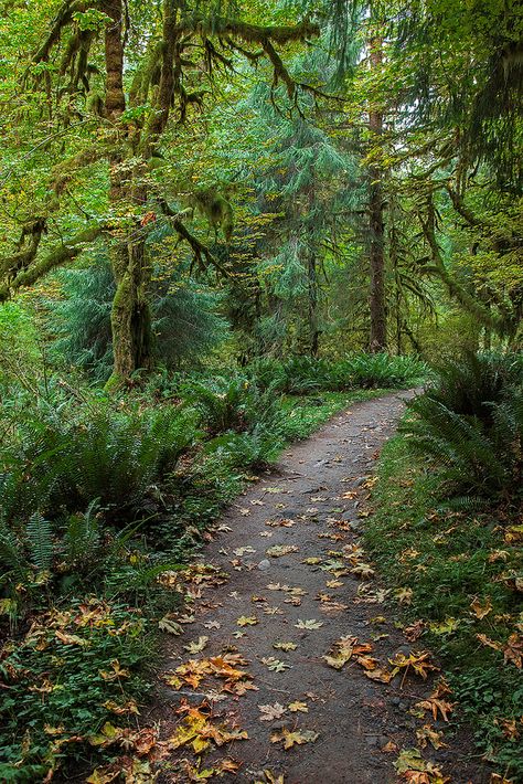 A Walk in the Woods - Hoh Rainforest, WA | Flickr - Photo Sharing! Trails In The Woods, Hoh Rainforest, Usa Photography, Olympic National Park Washington, Image Nature, Forest Path, Washington Usa, Country Park, Olympic Peninsula