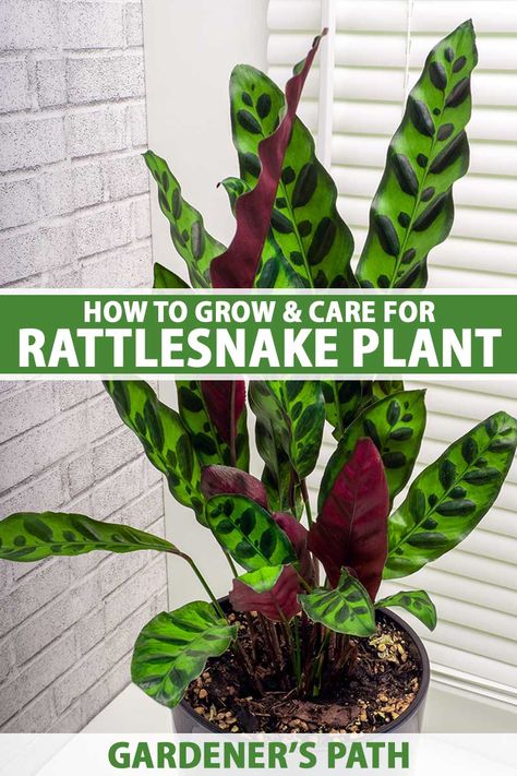 Rattlesnake calathea is a green and purple prayer plant with attractively patterned leaves. This houseplant will reward you with gorgeous foliage if you provide it with the care it requires. Learn more about growing and caring for rattlesnake plant, now at Gardener’s Path. #rattlesnakeplant #houseplants #gardenerspath Rattlesnake Calathea Care, Calathea Rattlesnake Plant, Rattlesnake Plant Propagation, Rattle Snake Plant Care, Calathea Rattlesnake Plant Care, Prayer Plants Houseplant, Rattle Snake Plant, Rattlesnake Plant Care, Calathea Plant Care