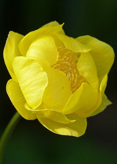 Globe-flower (trollius europaeus) | Flickr - Photo Sharing! Trollius Europaeus, Globe Flowers, Globe Flower, Yellow Bouquets, Rare Orchids, Blossom Garden, 강아지 그림, Flowering Trees, Yellow Flower