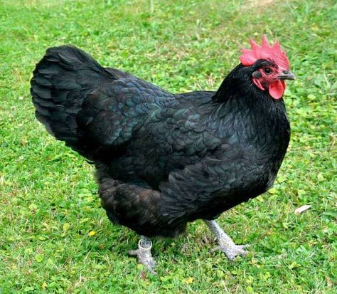 Australorp chicken Meat Chickens Breeds, Australorp Chicken, Black Australorp, Heritage Chicken Breeds, Heritage Chickens, Laying Chickens Breeds, Laying Chickens, Best Egg Laying Chickens, Egg Laying Chickens