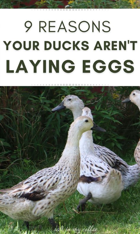 If your ducks aren't laying eggs, and you think they should be, this might help. I'll walk you through 9 easy questions that can help sleuth out exactly why your ducks aren't laying eggs, and then help you solve these common problems to get your flock providing eggs for your table again. #ducks #raisingducks #homesteadingforbeginners Duck House Plans, Keeping Ducks, Pekin Duck, Backyard Ducks, Duck Breeds, Raising Quail, Duck Coop, Duck Farming, Raising Ducks