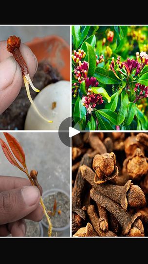 How To Grow Cloves, Clove Plant, 401k, Homemade Remedies, How To Grow, Garden Plants, To Grow, At Home, Audio