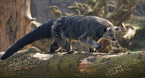 Binturong (Arctictis binturong), Asian or Palawan Bearcat, belongs to the family Viverridae. It is neither a bear nor a cat, & the real meaning of the original name (Binturong) is lost, as the local language that gave it is extinct. It has long, shaggy black/gray hair, tufted ears, & long, bushy, prehensile tail.   Head & body measure 24–38 in., plue tail an additional 22–35 in. Weighs 20 to 31 pounds, nocturnal & arboreal in habit, tail aids in climbing. Image source: ... Interesting Animals, Unusual Animals, Rare Animals, Palawan, Weird Animals, Animals Of The World, Unique Animals, An Animal, In The Woods