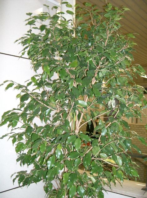 How to Take Care of a Ficus Tree | Garden Guides Ficus Tree Outdoor, Ficus Tree Care, Indoor Fig Trees, Ficus Tree Indoor, Pachira Aquatica, Gardening Indoors, Ficus Benjamina, Ficus Tree, Indoor Trees