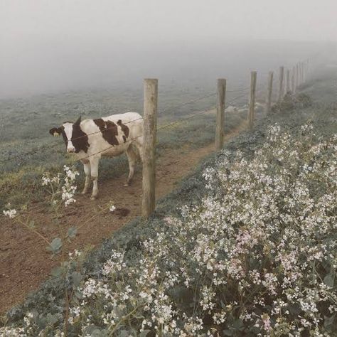 C Tommy Aesthetic, Tommy Aesthetic, Goat Aesthetic, Tommy Core, Tommy Dorsey, Trans Boys, Farm Wife, French Movies, Country Scenes