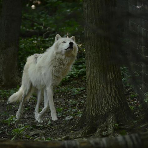 Light Werewolf Aesthetic, Wolf Forest Aesthetic, Animal Control Power Aesthetic, Fantasy Aesthetic Werewolf, White Werewolf Aesthetic, Twilight Wolf Aesthetic, Raised By Wolves Aesthetic, Grey Wolf Aesthetic, Wolf Laying Down