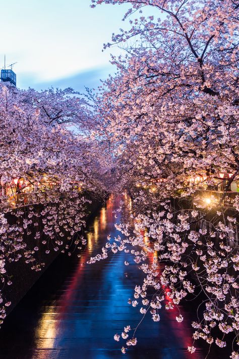 #tokyo #culturetrip #forcurioustravellers #tokyoparks #exploretokyo #tokyocityguide #tokyoattractions #tokyoguide #cherryblossom Spring In Japan, Japan Spring, Yoyogi Park, Beautiful Parks, Sakura Bloom, Cherry Blossom Trees, Nature Museum, Aesthetic Japan, Tokyo Travel