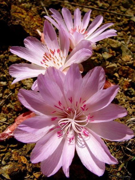 Bitterroot (Lewisia rediviva) is Montana's state flower Bitterroot Flower, Montana Tattoo, Learning Herbs, First Day Of Class, Big Sky Country, State Birds, Mountain Tattoo, Flower Bird, Nature Tattoos