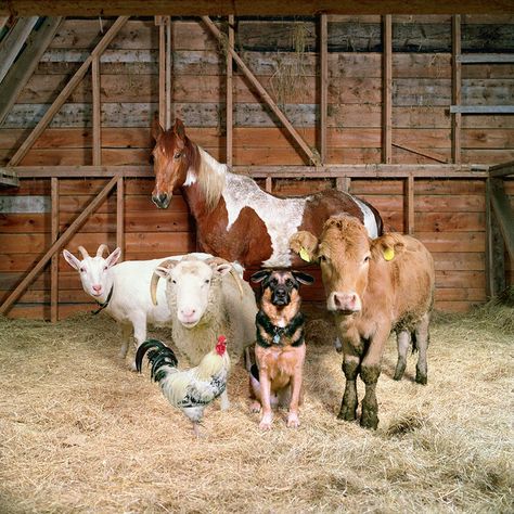 Rob MacInnis / Farm animal portraits in the style of fashion photography Unusual Animal Friendships, Nosara, Future Farms, Animals Friendship, Barnyard Animals, Unusual Animals, 웃긴 사진, Farm Yard, Family Farm