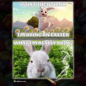 funny happy easter memes #funnymemes #memes #funny #meme #dankmemes Funny Happy Easter, Easter Memes, Easter Bunny Images, Bunny Meme, Happy Easter Funny, Easter Bunny Pictures, Funny Easter Bunny, Humor Inappropriate, Easter Images