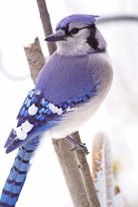 Blue Jay Periwinkle Palette, Nature Birds, Backyard Birds, Bird Pictures, Exotic Birds, Pretty Birds, Bird Photo, Colorful Birds, Cute Birds