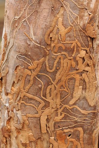 Earth Texture, Scenery Photography, Scenic Photos, Eucalyptus Wood, Nature Artwork, Tree Bark, Elements Of Art, Natural Forms, Land Art