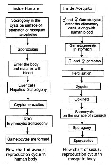 Human Health and Disease Class 12 Important Extra Questions Biology Chapter 8 – NCERT MCQ Ncert Biology Class 12 Book, Human Health And Disease Notes Neet, Human Health And Disease Notes Class 12, Human Health And Disease Notes, Ncert Biology, Human Health And Disease, Biology Class 12, Physiology Notes, Neet Biology