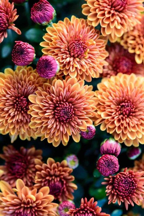 Fall Pink Flowers, Fall Color Flowers, Fall Garden Aesthetic, Autumn Flowers Aesthetic, Autumn Flowers Garden, Fall Flowers Aesthetic, Fall Flowers Wallpaper, Fall Greenhouse, Fall Annuals