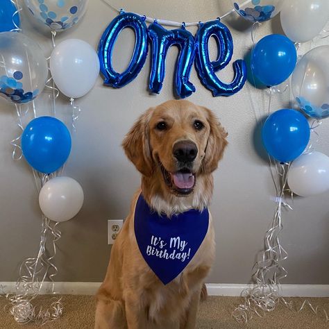 Dogs Birthday pictures, Golden Retriever, one year old. One Year Dog Birthday, 1 Year Puppy Birthday, Dog One Year Birthday, Puppy Birthday Ideas For Dogs, First Puppy Birthday, Dog’s Birthday Ideas, Golden Retriever First Birthday, Golden Retriever 1st Birthday, Dog's First Birthday