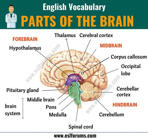 Parts of the Brain: Different Parts of Brain and Their Functions - ESL Forums Parts Of Brain, Brain Parts And Functions, Anatomy For Kids, Brain Anatomy And Function, Parts Of The Brain, Brain Parts, Cerebral Cortex, Brain Facts, Brain Anatomy