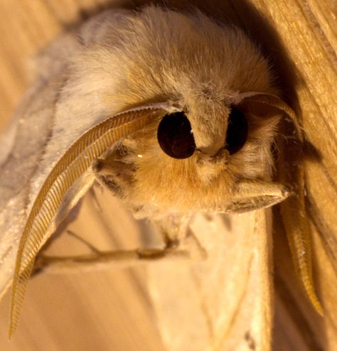 Scary looking moth eyes (Scalloped Oak Moth) | some more cre… | Flickr Moth Demon, Moth Eyes, Dnd Reference, Moth Girl, Woolly Bear, Cute Moth, Moth Art, Creepy Crawlies, Woodland Creatures