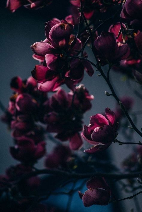 Maroon Aesthetic, Burgundy Aesthetic, Rose Foto, Raindrops And Roses, Dark Flowers, Burgundy Flowers, Arte Obscura, Dark Floral, Red Aesthetic