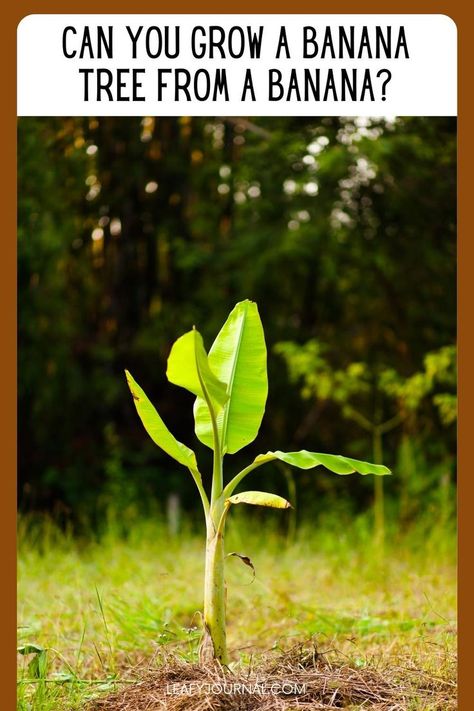 Growing Bananas From A Banana, Basjoo Banana Tree, Growing A Banana Tree From A Banana, How To Grow Banana Tree, Planting Banana Trees, Grow Banana Tree From Banana, Banana Tree Plant, How To Grow A Banana Tree From A Banana, Growing Banana Trees