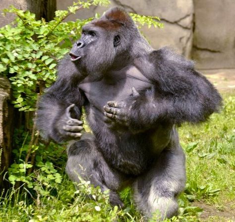 Harambe the gorilla at Cincinnati Zoo Harambe Gorilla, Western Lowland Gorilla, Gorilla Gorilla, Gorillas Art, Cincinnati Zoo, Mountain Gorilla, Great Ape, Human Male, Gentle Giant