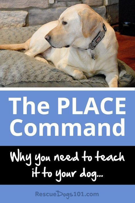 Why You Need to Teach the PLACE Command to Your Do… Dog Training Tools, Dog Minding, Easiest Dogs To Train, Dog Training Techniques, Dog Info, Dog Care Tips, Training Your Puppy, Obedience Training, Dog Obedience