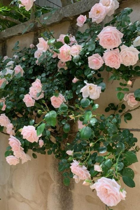 soft pink blooms of a climbing rose trained to grow along a stucco garden wall Climbing White Roses, New Dawn Roses Climbing, New Dawn Rose, Climbing Rose Ideas, Climbing Rose Garden, Best Climbing Roses, Purple Climbing Roses, Pink And White Garden, New Dawn Climbing Rose