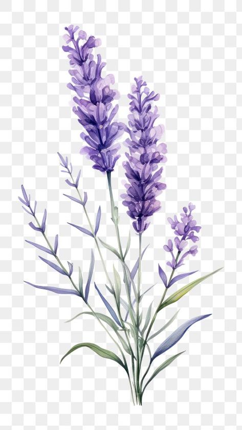 Pictures Of Lavender Flowers, Lavender Plant Aesthetic, Lavender Flowers Aesthetic, Lavender Flower Aesthetic, Lavender Plant Drawing, Lavender Flower Drawing, Draw Lavender, Lavender Images, Purple Flowers Aesthetic