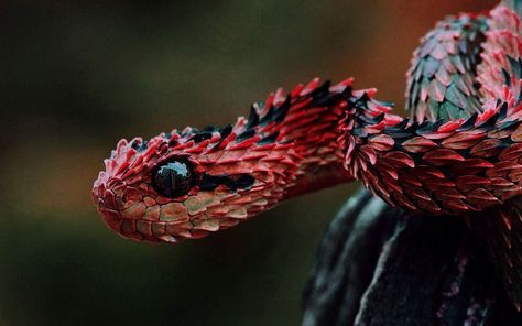 African Bush Viper, Beaux Serpents, Viper Snake, Snake Dragon, Regnul Animal, Snake Wallpaper, Cute Reptiles, Beautiful Snakes, Reptile Snakes