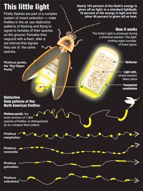 Fireflies, Lightning Bugs, and FLASH BEETLES | The Waterthrush Blog Lighting Bugs, Firefly Lights, Old Farmers Almanac, Buku Skrap, Beautiful Bugs, Arthropods, Idee Pasto Sano, Arachnids, Bugs And Insects