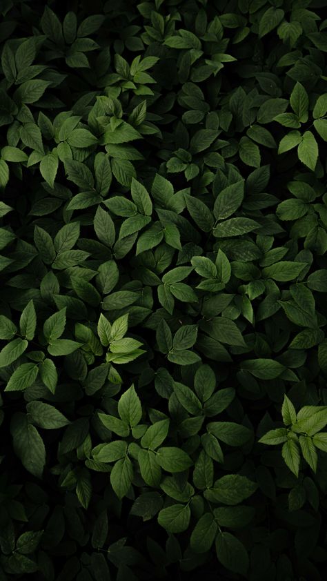 Download green leaves, fresh and green, plants 2160x3840 wallpaper, 4к, sony xperia z5 premium dual, 2160x3840 hd image, background, 28168 Western Wallpaper Iphone, Iphone Wallpaper Stills, Rain Wallpapers, Scenic Wallpaper, 2160x3840 Wallpaper, Plant Wallpaper, Leaf Background, Landscape Wallpaper, Green Aesthetic