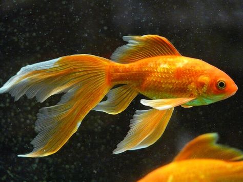 Veiltail, Fish, Goldfish, Swim, Aquarium Veiltail Goldfish, Common Goldfish, Comet Goldfish, Fantail Goldfish, Modern Gardens, Middle Names, Orange Fish, Golden Fish, Landscaping Garden