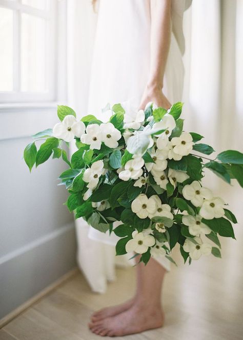 white dogwood bouquet | photography by Rylee Hitchner Dogwood Wedding, Bouquet Photography, Best Flowers, Spring Wedding Flowers, Wedding Flowers Summer, Wedding Flower Inspiration, White Wedding Flowers, Spring Bouquet, Trendy Flowers