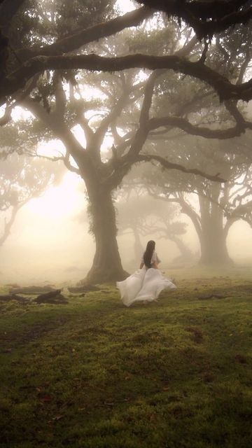 Tree Grove, Fairytale Aesthetic, Creation Photo, Ethereal Aesthetic, Dreamy Photography, Foggy Forest, Ancient Tree, Images Esthétiques, Witch Aesthetic