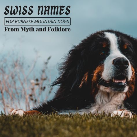 Looking for a traditional Swiss name for your Bernese Mountain Dog or puppy? All of the names in this article come from Swiss folklore, culture, history, and mythology. Bernese Mountain Dog Names, Dog Hip Dysplasia, Burnese Mountain Dog, Bernese Puppy, Bernese Mountain Dogs, Bernese Mountain Dog Puppy, Greater Swiss Mountain Dog, Swiss Mountain Dogs, Mountain Lover