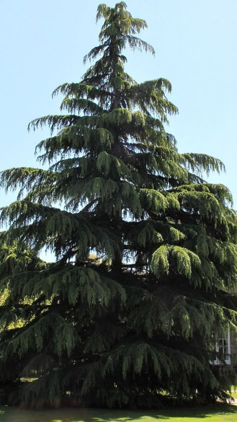 dwarf deodar cedars Deodar Cedar, Cedrus Deodara, Fine Gardening Magazine, Fine Gardening, Plant Science, Cedar Trees, Garden Borders, Tree Painting, The Four