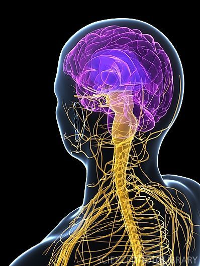 Human nervous system. Brain. CNS. Central Nervous System.   Chiropractic