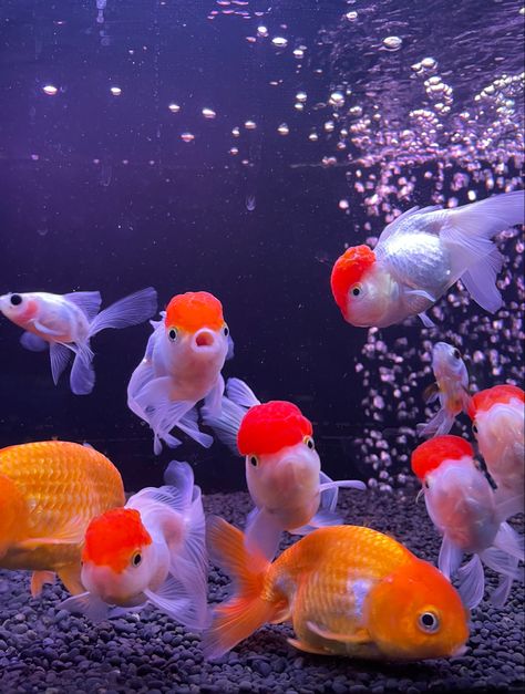 Chunky Gold Fish, Fancy Gold Fish, Ranchu Goldfish Wallpaper, Oranda Goldfish Tank, Gold Fish Aesthetic, Ranchu Gold Fish, Gold Fish Aquarium, Fat Goldfish, Oranda Fish