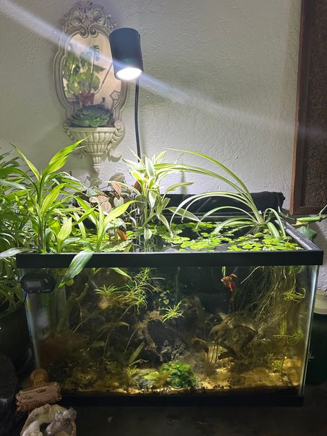 20 Gallon Planted Aquarium, 10 Gallon Paludarium, Fish Tank 10 Gallon Ideas, 10 Gallon Planted Tank, Peace Lily Fish Tank, 10 Gallon Planted Betta Tank, Betta Tank Aesthetic, Planted 10 Gallon Aquarium, 10 Gallon Planted Aquarium